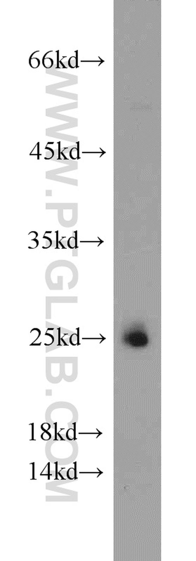 PLDN Antibody in Western Blot (WB)