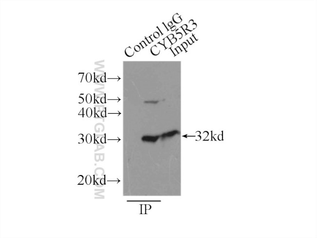 CYB5R3 Antibody in Immunoprecipitation (IP)