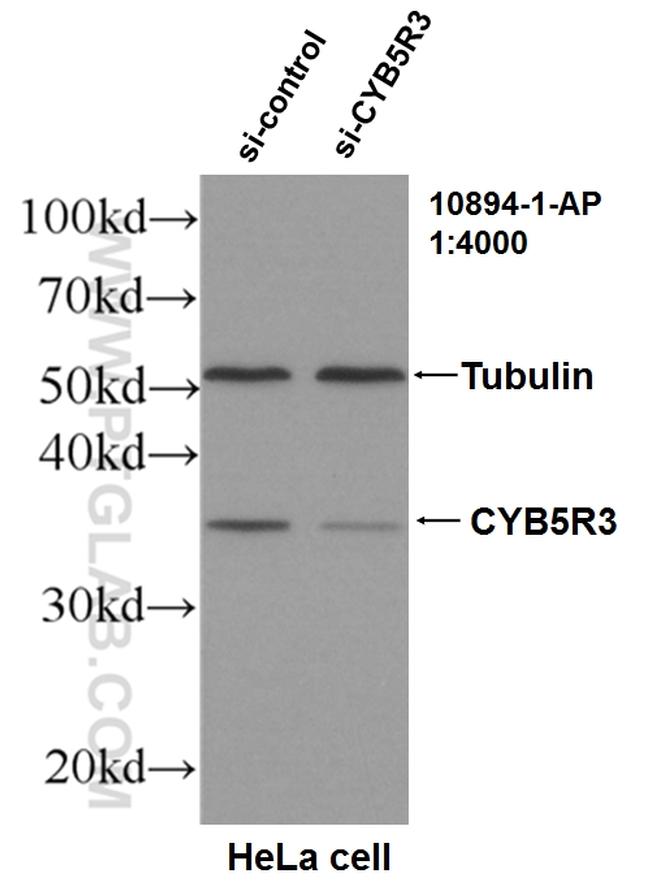 CYB5R3 Antibody in Western Blot (WB)