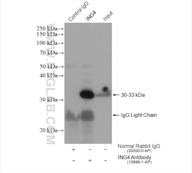 ING4 Antibody in Immunoprecipitation (IP)