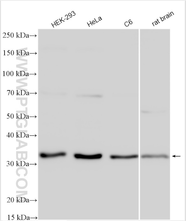 ING4 Antibody in Western Blot (WB)