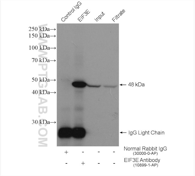 EIF3E Antibody in Immunoprecipitation (IP)