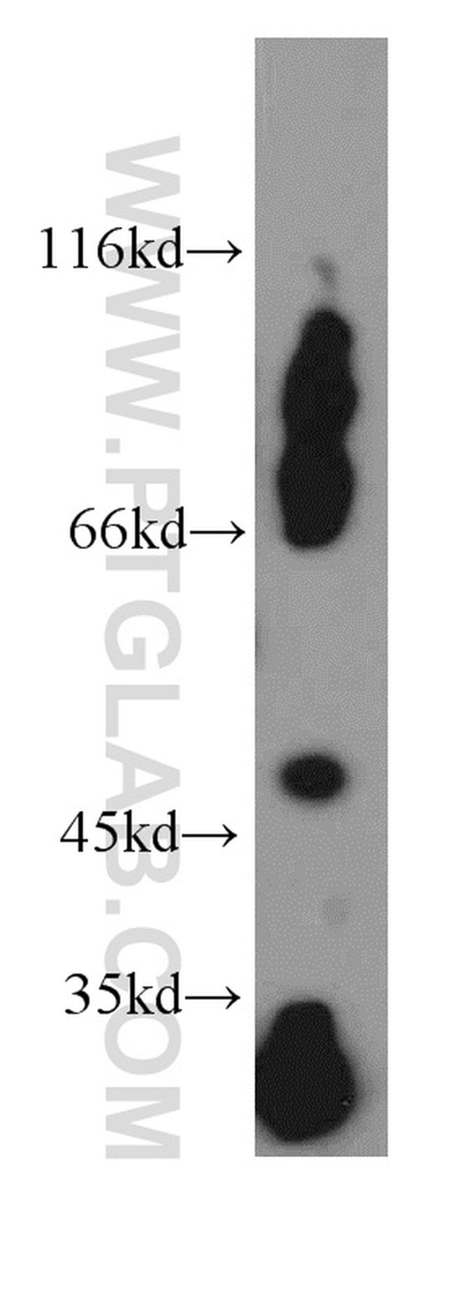 EIF3E Antibody in Western Blot (WB)