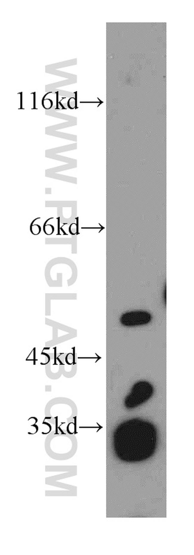 EIF3E Antibody in Western Blot (WB)