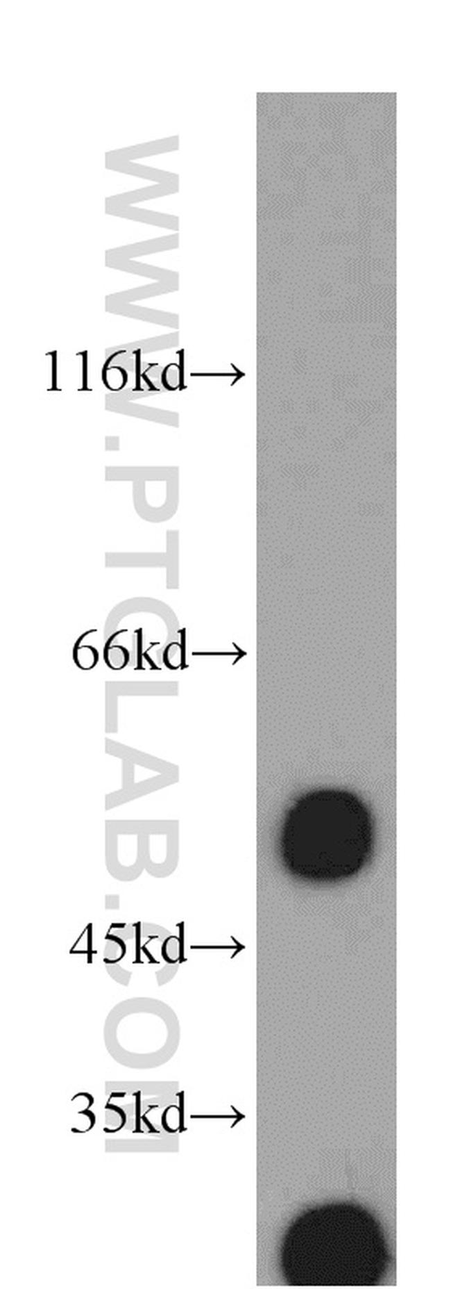 EIF3E Antibody in Western Blot (WB)