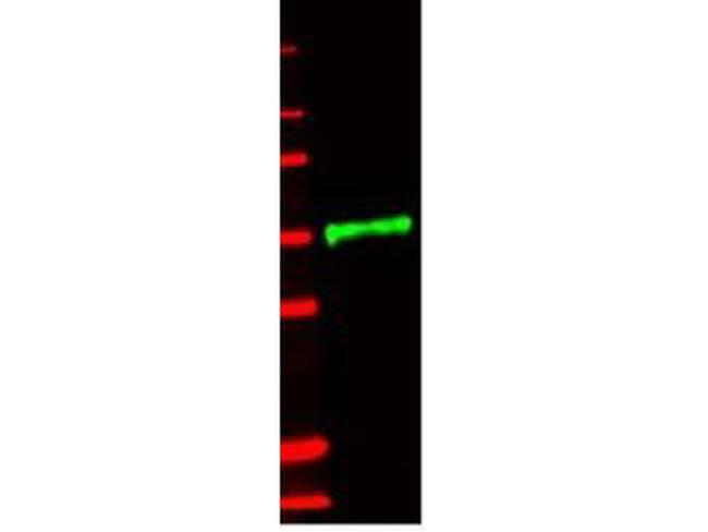 IL-1 Receptor Type II Antibody in Western Blot (WB)