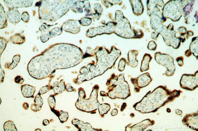 PSG4 Antibody in Immunohistochemistry (Paraffin) (IHC (P))