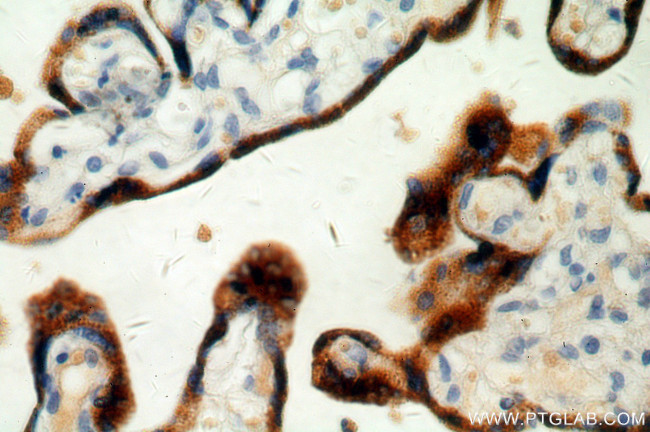 PSG4 Antibody in Immunohistochemistry (Paraffin) (IHC (P))