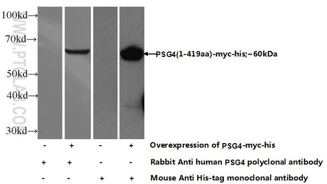 PSG4 Antibody in Western Blot (WB)