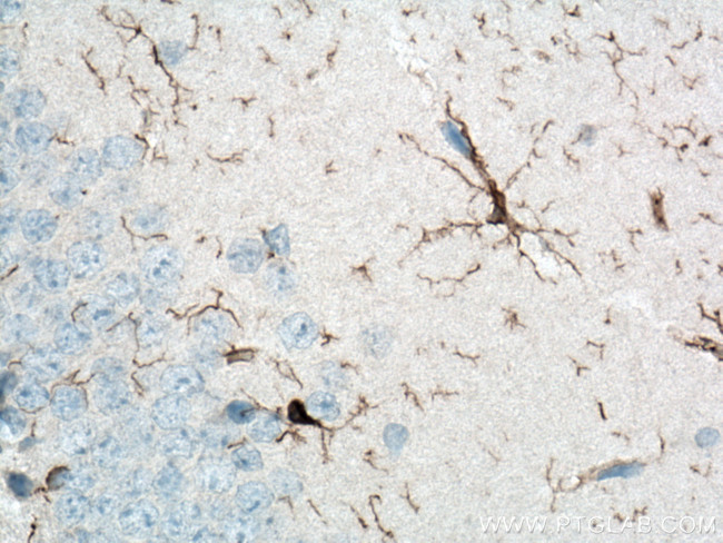 IBA1 Antibody in Immunohistochemistry (Paraffin) (IHC (P))