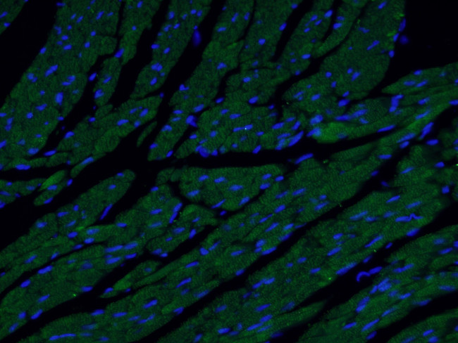 Myosin Light Chain 2 Antibody in Immunohistochemistry (PFA fixed) (IHC (PFA))