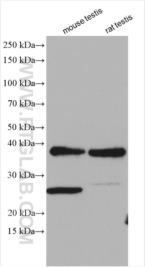 DUSP13 Antibody in Western Blot (WB)