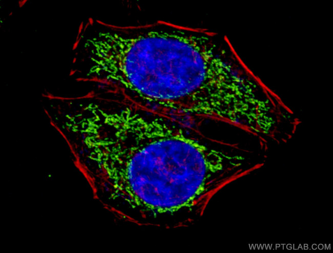 ATP5C1 Antibody in Immunocytochemistry (ICC/IF)