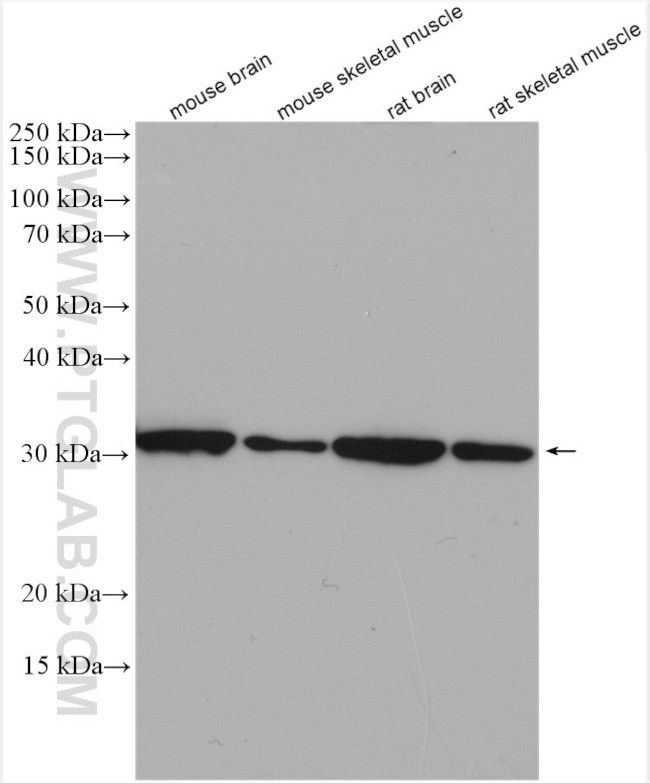 ATP5C1 Antibody in Western Blot (WB)