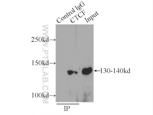 CTCF Antibody in Immunoprecipitation (IP)