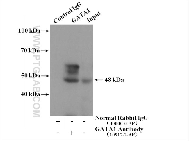 GATA1 Antibody in Immunoprecipitation (IP)