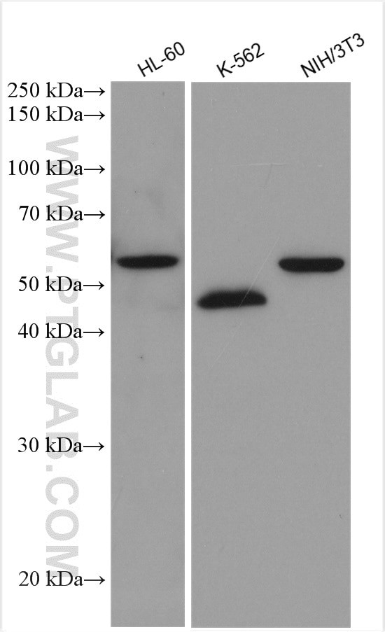 GATA1 Antibody in Western Blot (WB)