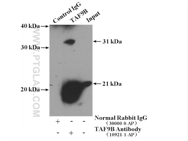 TAF9B Antibody in Immunoprecipitation (IP)