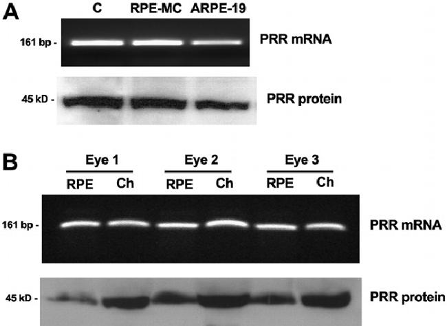 Renin receptor/ATP6AP2 Antibody in Western Blot (WB)