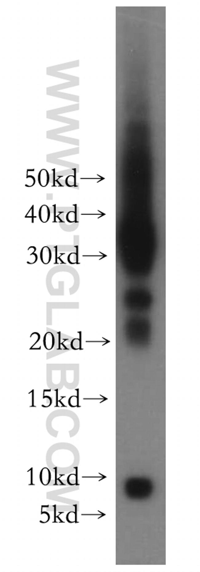 CXCL13/BCA1 Antibody in Western Blot (WB)