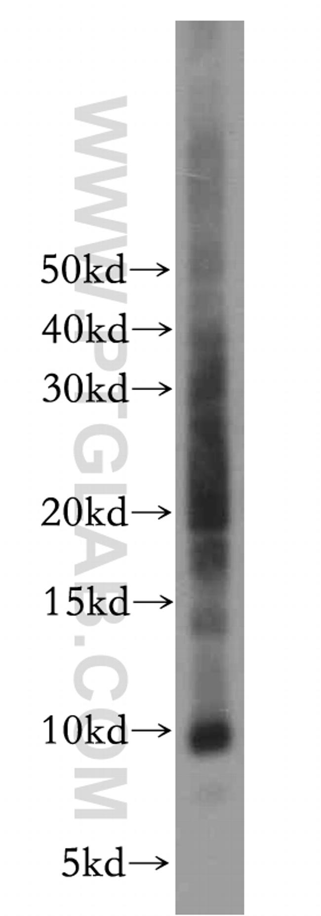 CXCL13/BCA1 Antibody in Western Blot (WB)