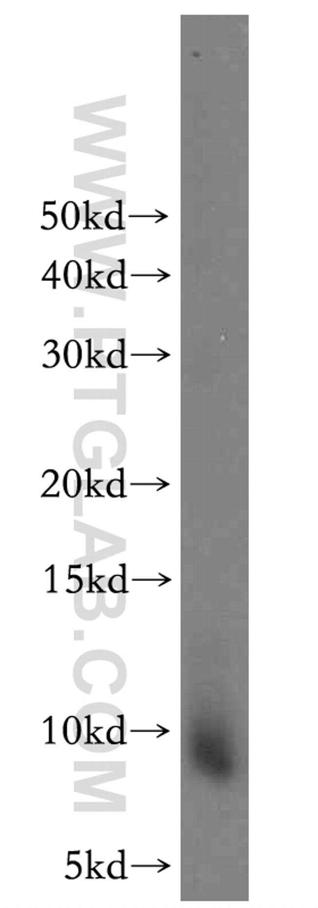 CXCL13/BCA1 Antibody in Western Blot (WB)