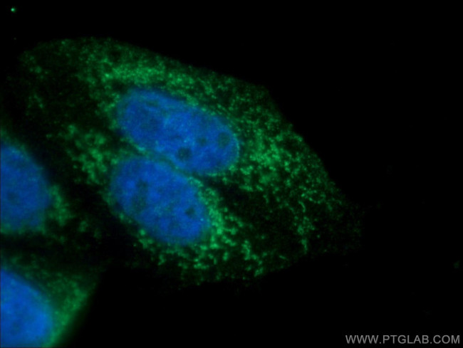 AMPK alpha 1 Antibody in Immunocytochemistry (ICC/IF)