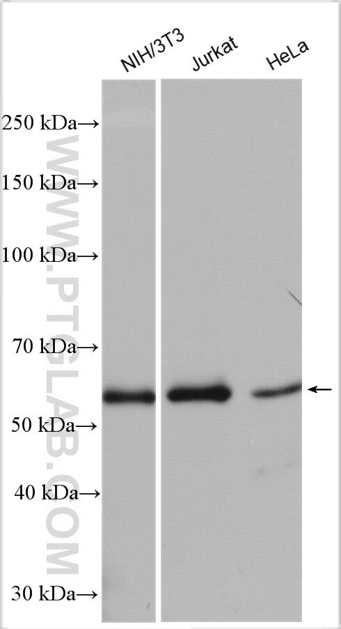 AMPK alpha 1 Antibody in Western Blot (WB)
