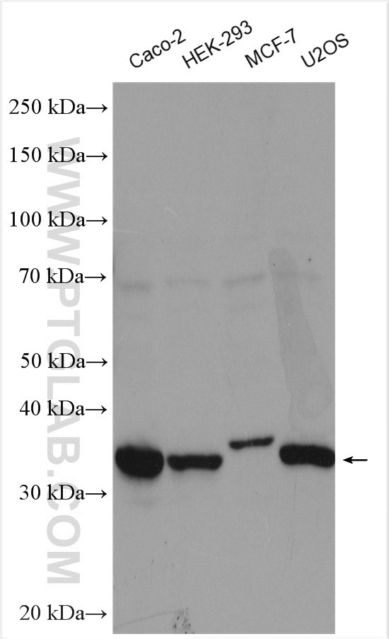 Cyclin D2 Antibody in Western Blot (WB)