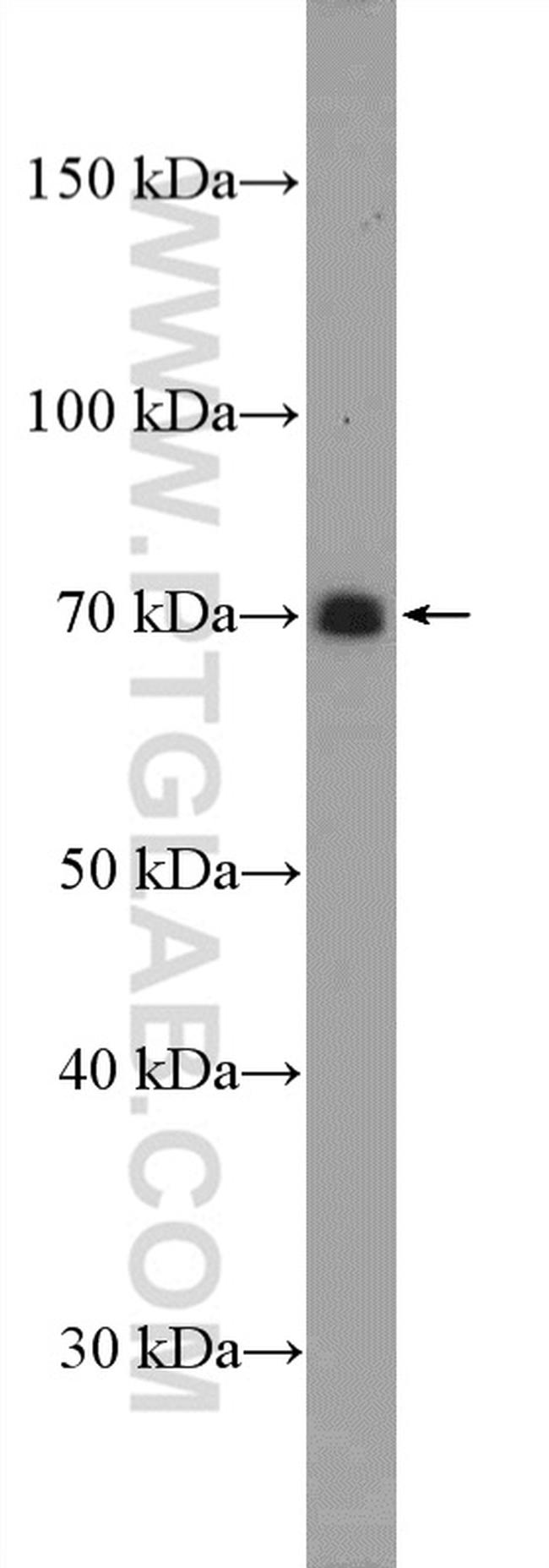 SLAM/CD150 Antibody in Western Blot (WB)