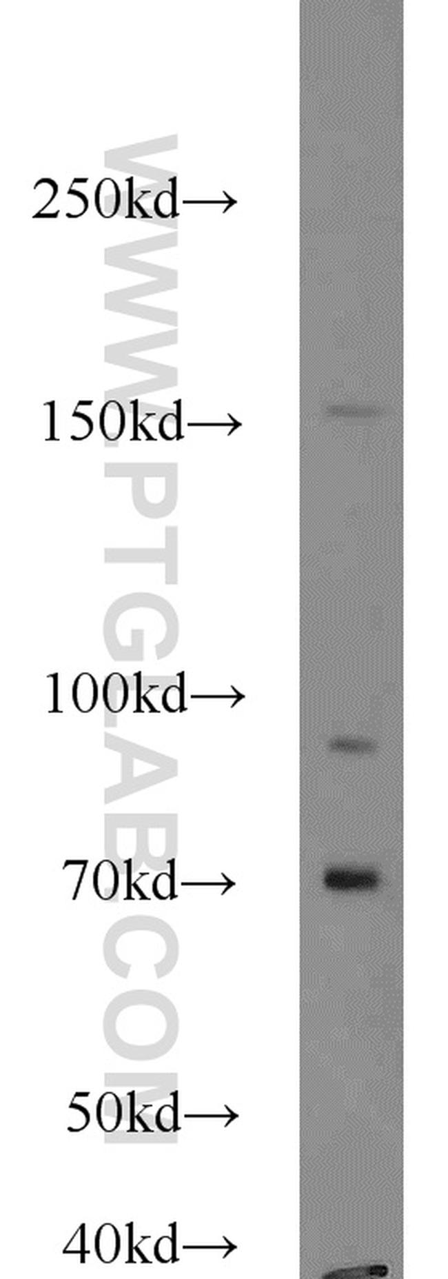 SLAM/CD150 Antibody in Western Blot (WB)