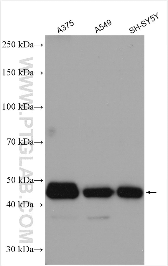 RTN4/NOGO Antibody in Western Blot (WB)