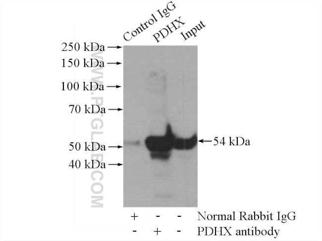 PDHX Antibody in Immunoprecipitation (IP)