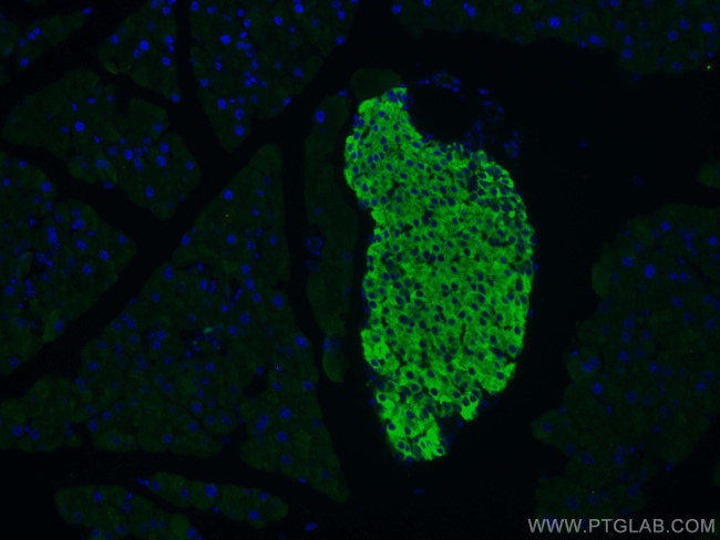 Secretogranin III Antibody in Immunohistochemistry (PFA fixed) (IHC (PFA))