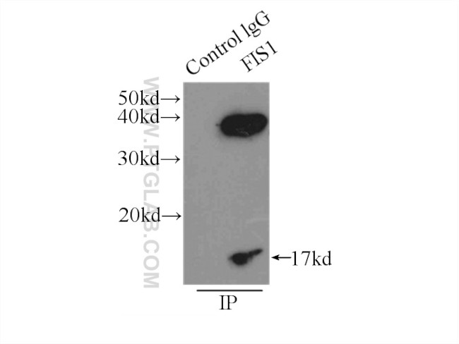 FIS1 Antibody in Immunoprecipitation (IP)