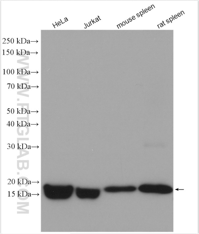 FIS1 Antibody in Western Blot (WB)