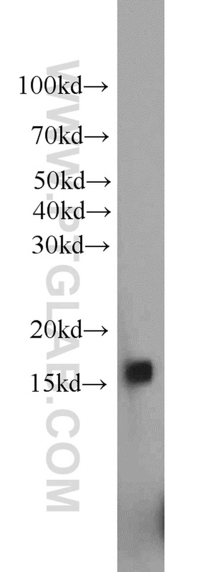 FIS1 Antibody in Western Blot (WB)