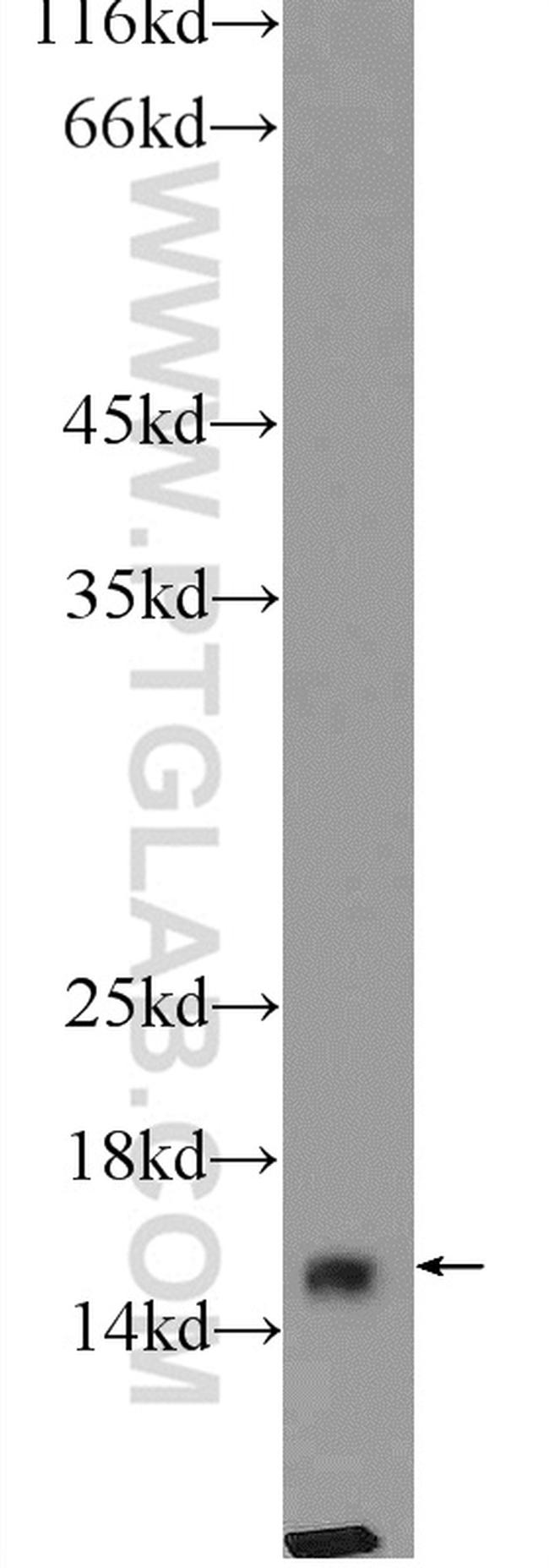 FIS1 Antibody in Western Blot (WB)