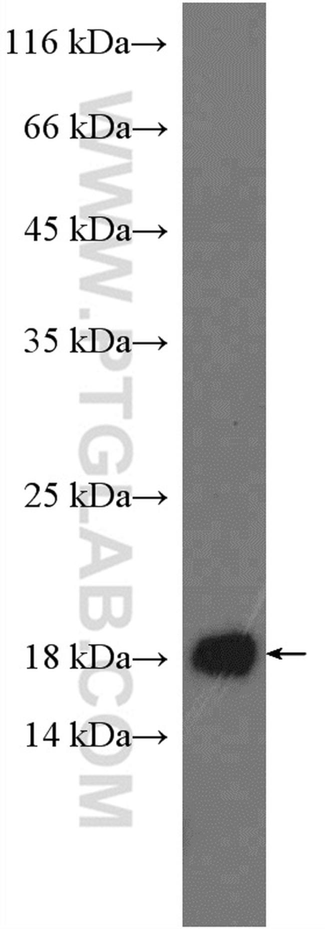 FIS1 Antibody in Western Blot (WB)