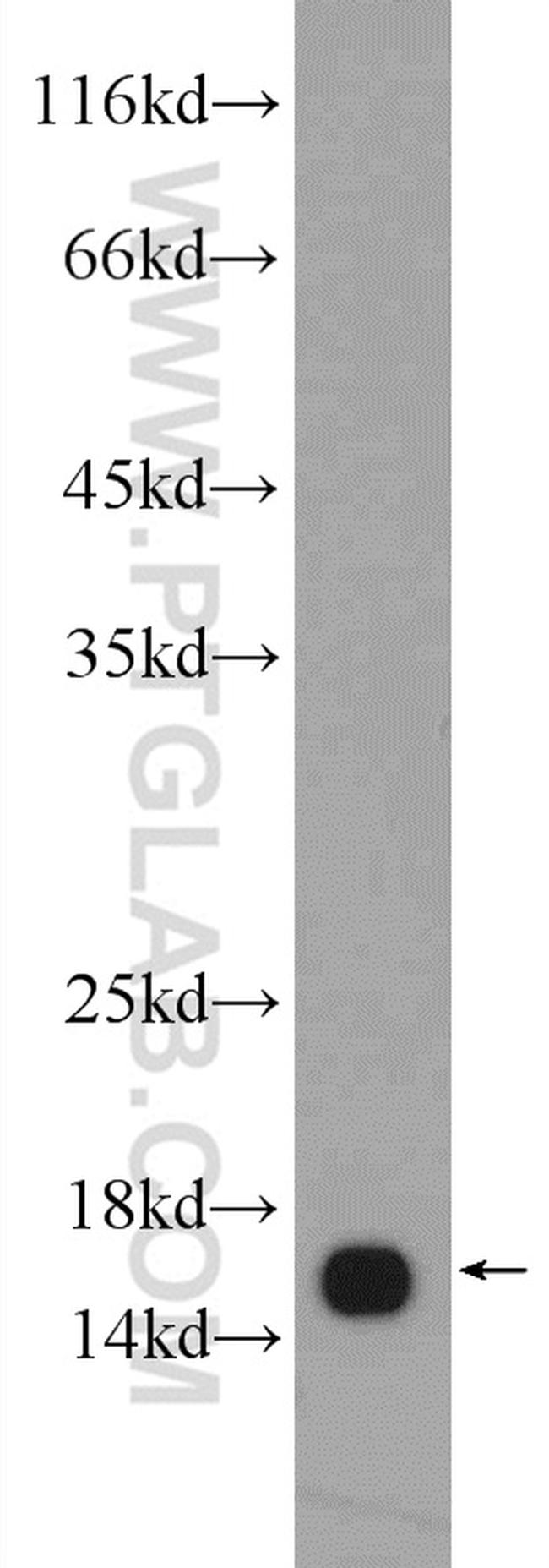 FIS1 Antibody in Western Blot (WB)