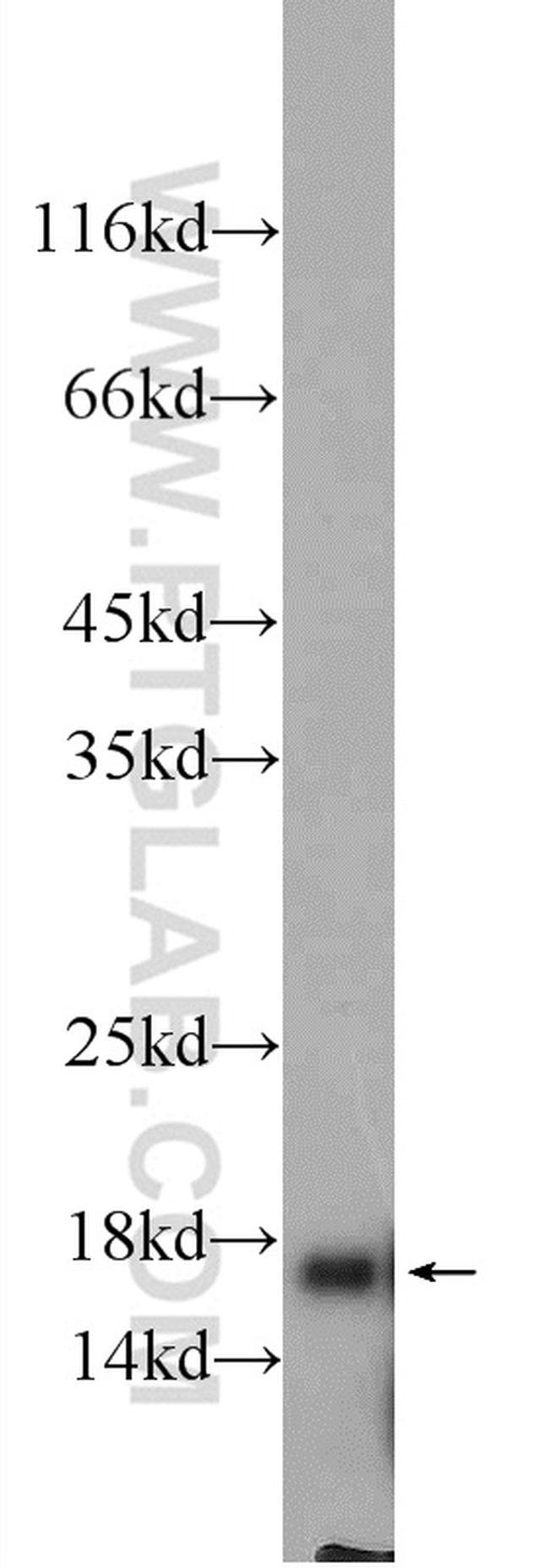 FIS1 Antibody in Western Blot (WB)