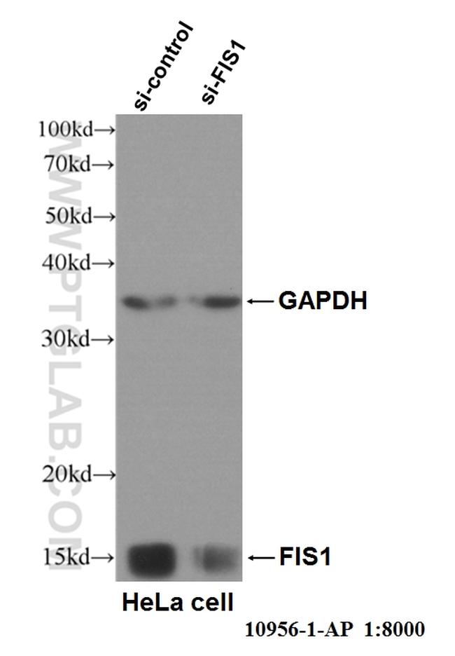 FIS1 Antibody in Western Blot (WB)