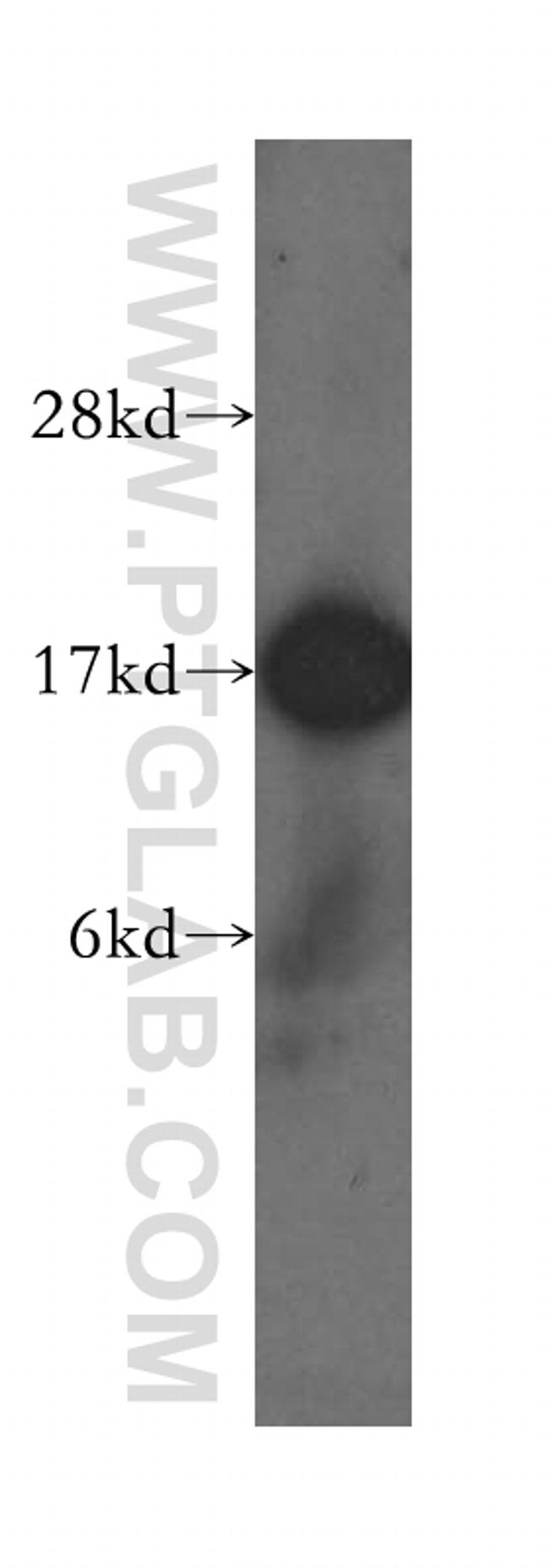 FIS1 Antibody in Western Blot (WB)