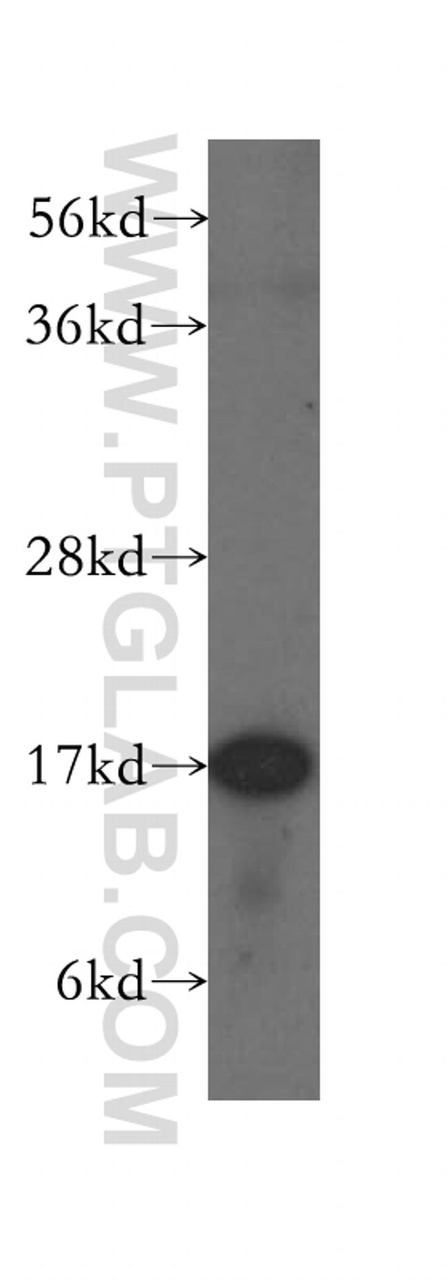 FIS1 Antibody in Western Blot (WB)