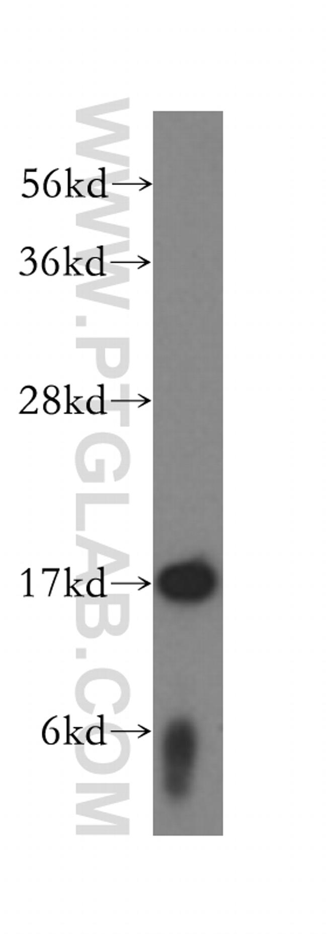 FIS1 Antibody in Western Blot (WB)