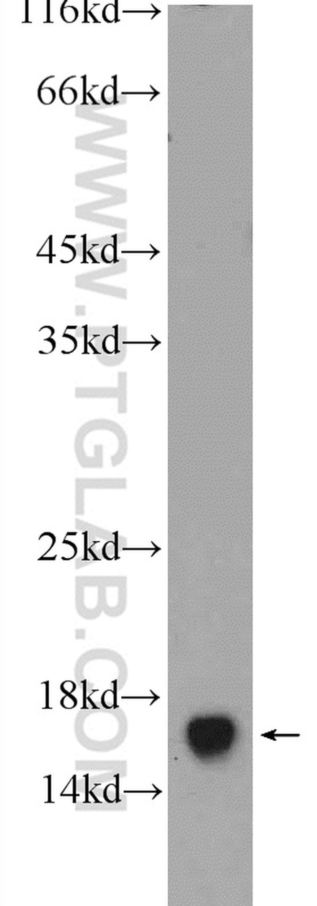 FIS1 Antibody in Western Blot (WB)