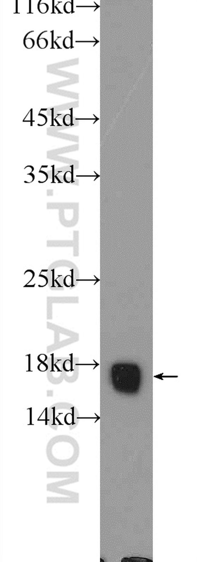 FIS1 Antibody in Western Blot (WB)