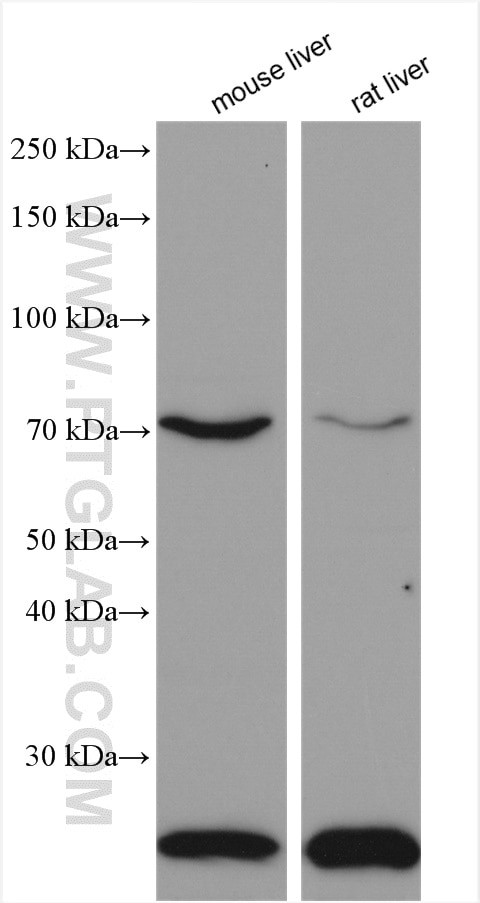 ACOX1 Antibody in Western Blot (WB)