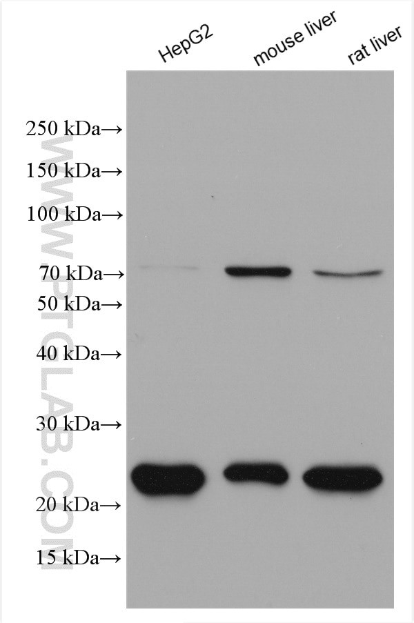 ACOX1 Antibody in Western Blot (WB)