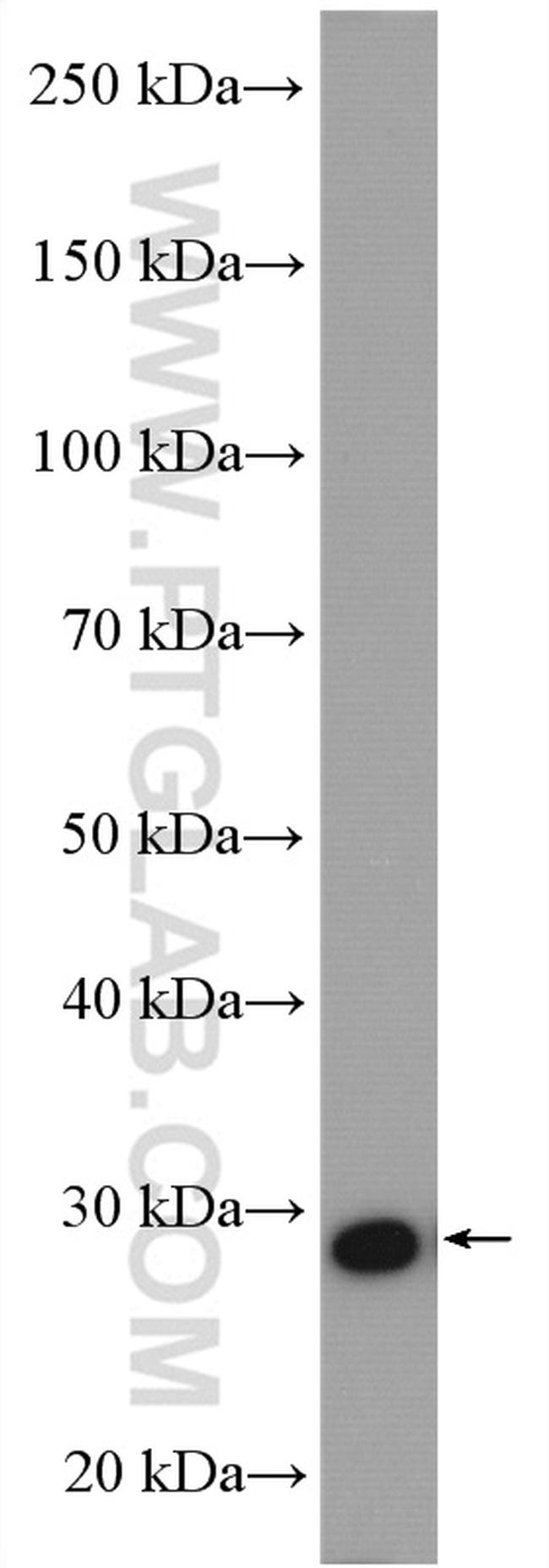 PSMG2 Antibody in Western Blot (WB)